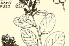 Plant-Illustration-of-Lemonade-Berry