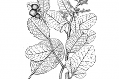 Sketch-of-Lemonade Berry