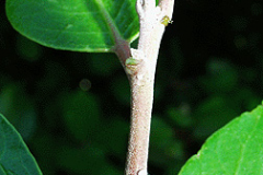 Twig-of-Lemonade-Berry