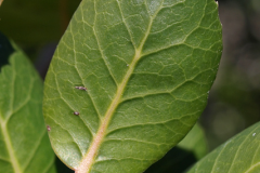 Ventral-view-of-leaf-of-Lemonade-Berry