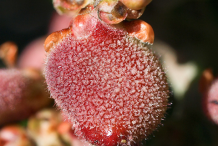 Closer-view-of-fruit-of-Lemonade-Berry