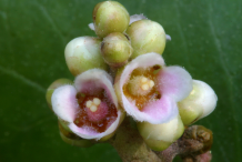 Closer-view-of-flower-of-Lemonade-Berry