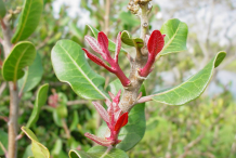 Young-leaves-of-Lemonade-Berry