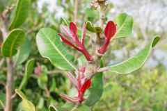 Young-leaves-of-Lemonade-Berry