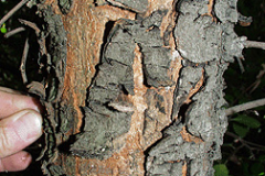 Bark-of-Lemonade-Berry