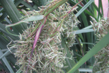 Flowering-Lemongrass-plant