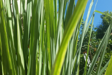Leaves-of-Lemongrass
