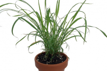 Lemongrass-plant-on-the-pot