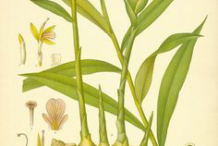 Plant-Illustration-of-Lemongrass