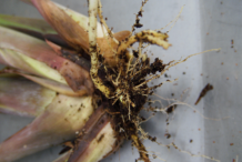 Roots-of-Lemongrass
