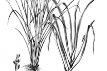 Sketch-of-Lemongrass-plant