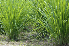 Lemongrass-Plant