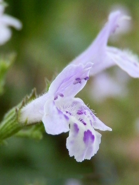 Closer-view-of-Flower