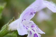 Closer-view-of-Flower