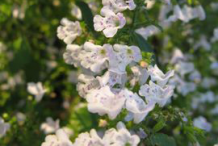 Flowers-of-Lesser-Calamint-plant