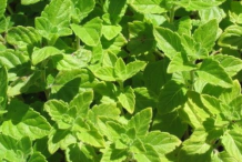 Lesser-Calamint-leaves