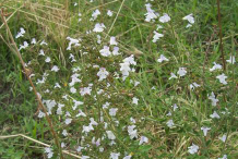 Lesser-Calamint-plant-growing- wild