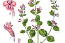 Plant-Illustration-of-Lesser-Calamint
