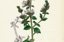 Sketch-of-Lesser-Calamint