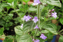Stem-of-Lesser-Calamint