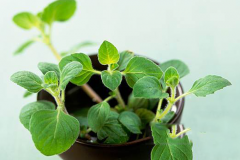 Lesser-calamint-saplings