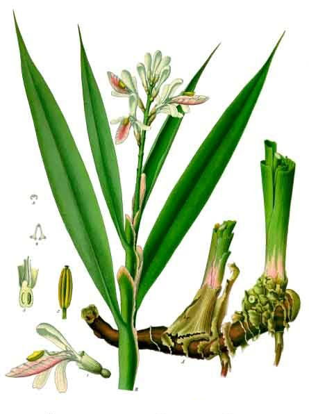 Plant-Illustration-of-Lesser-galangal
