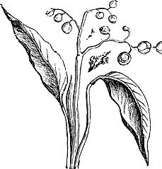 Sketch-of-Lesser-galangal