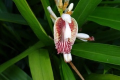 Flower-of-Lesser-galangal