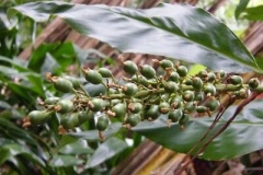 Fruits-of-Lesser-galangal