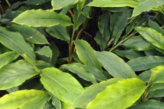 Leaves-of-Lesser-galangal