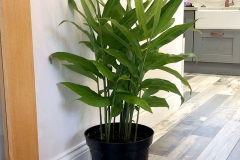 Lesser-galangal-plant-grown-on-pot