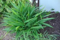 Lesser-galangal-plant