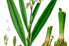 Plant-Illustration-of-Lesser-galangal