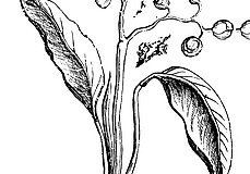 Sketch-of-Lesser-galangal