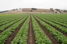Lettuce-farm