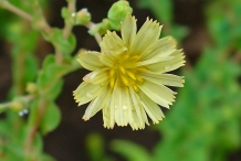 Lettuce-flower