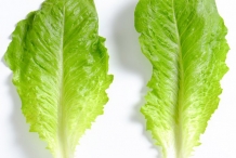 Lettuce-leaves