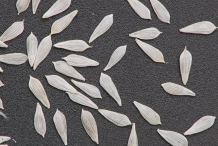 Lettuce-seeds
