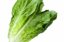 Lettuce