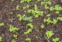 Seedlings-of-Lettuce