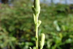 Flower-bud-of-Lettuce