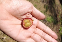 Half-cut-fruit-showing-immature-Liberian-coffee