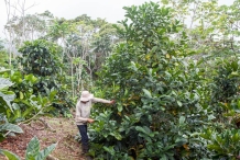 Liberian-coffee-plant-growing-wild