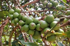 Immature-fruits-of-Liberian-coffee