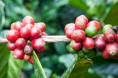 Closer-view-of-fruits of Liberian coffee