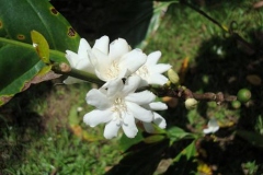 Flower-of-Liberian-coffee