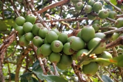 Immature-fruits-of-Liberian-coffee