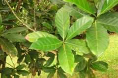 Leaves-of-Liberian-coffee