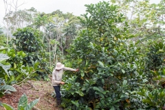 Liberian-coffee-plant-growing-wild