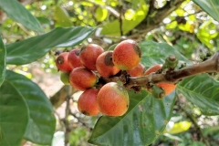 Maturing-fruits-of Liberian coffee